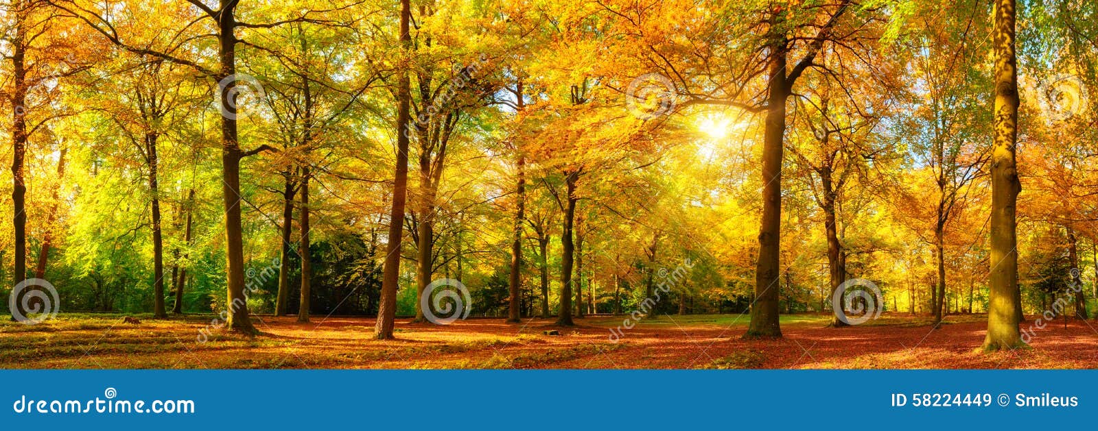 gorgeous autumn panorama of a sunny forest