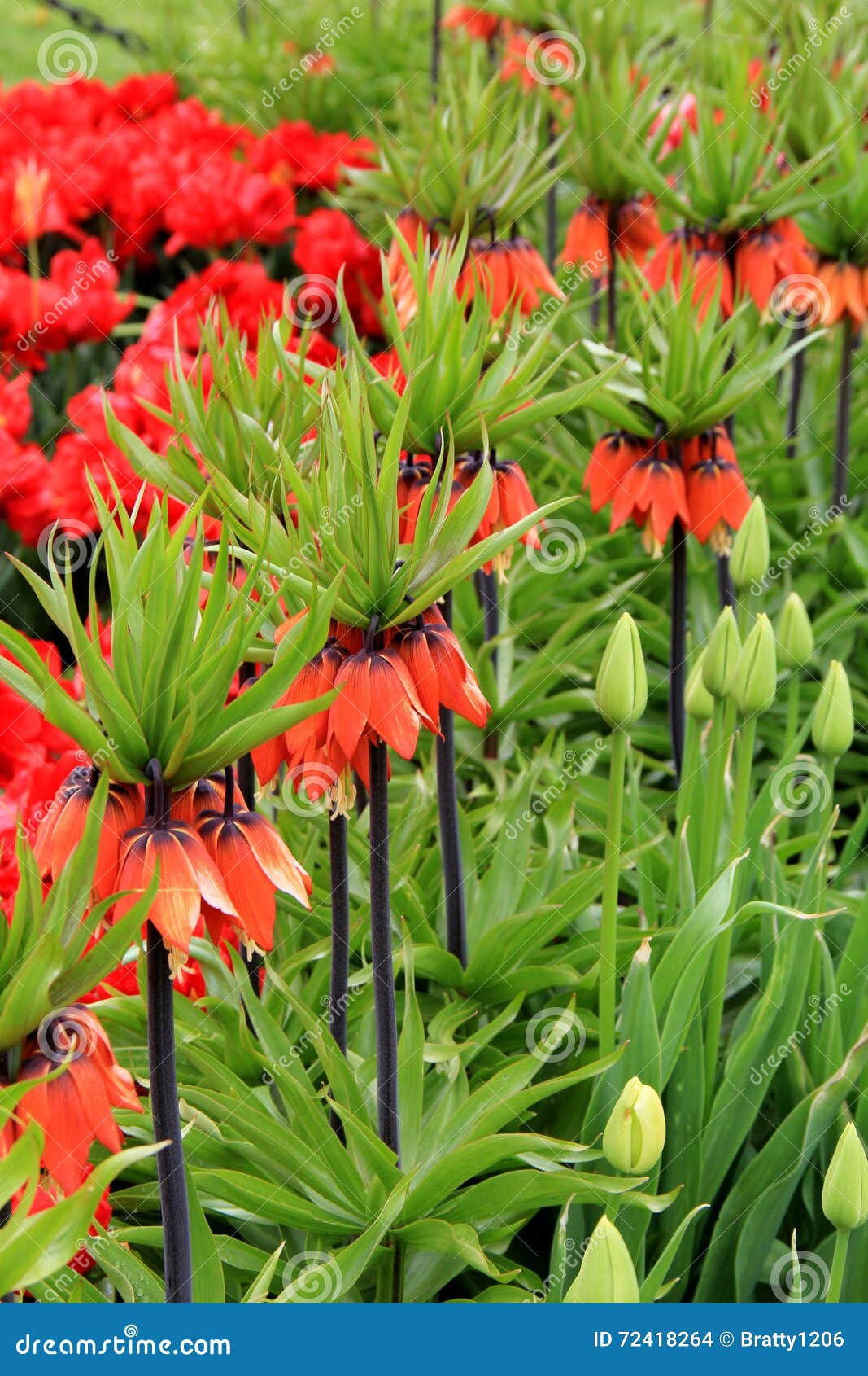 Gorgeous Bed Of Colorful Tulips Red Crown Imperial The Center Of Attention Stock Photo Image Of Flower Detail 72418264