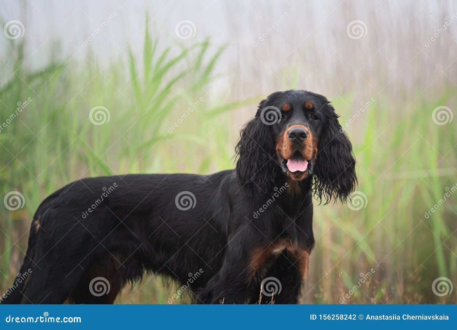 Gorgeous Black And Tan Setter Gordon Dog Standing In The Grass In Summer Stock Photo Image Of Canine Sweet 156258242