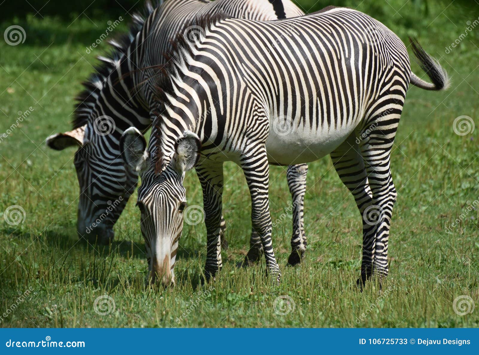 Gorgeous Black and White Striped Zebras in a Field Stock Image - Image