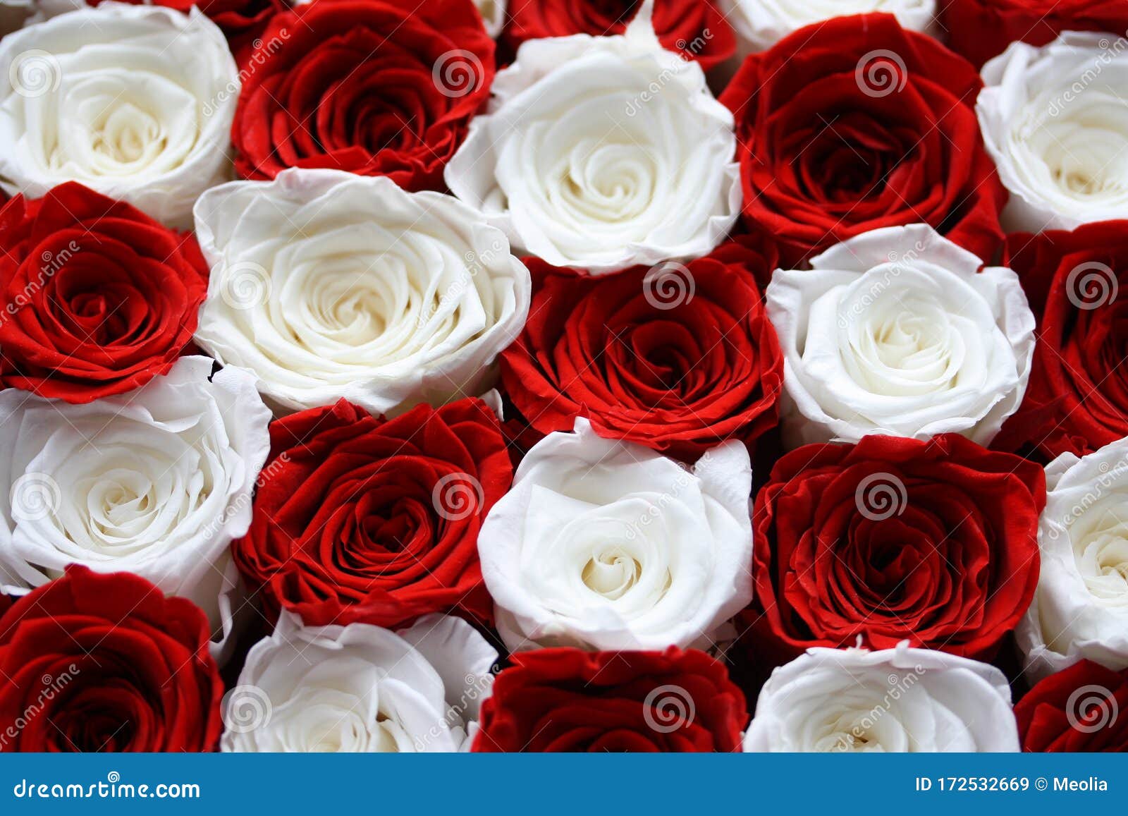 wallpapers of red white roses