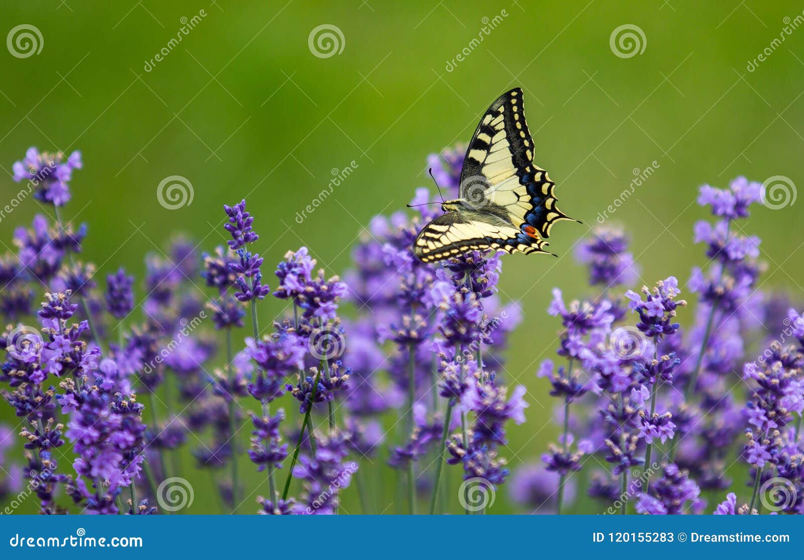 Gorgeous Butterfly On The Lavender Stock Image Image Of