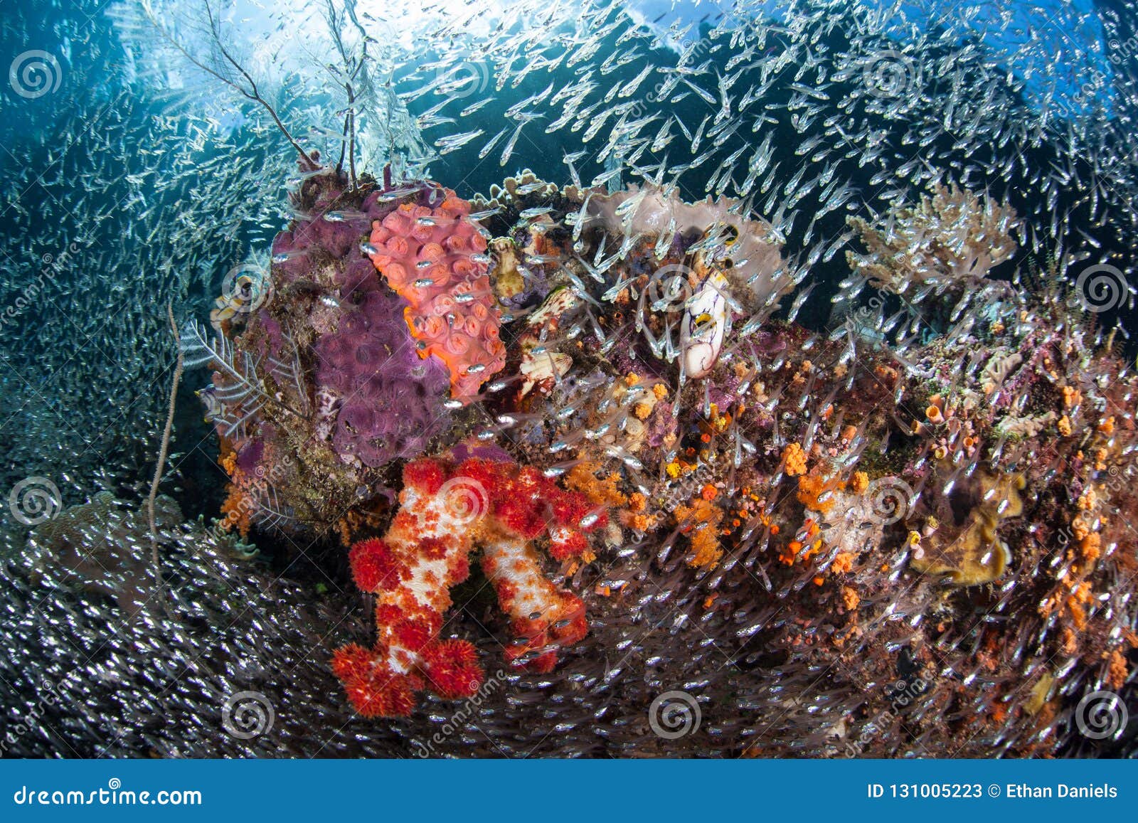 Gorgeous Coral Reef In Raja Ampat Stock Image Image Of Indonesia Beautiful 131005223