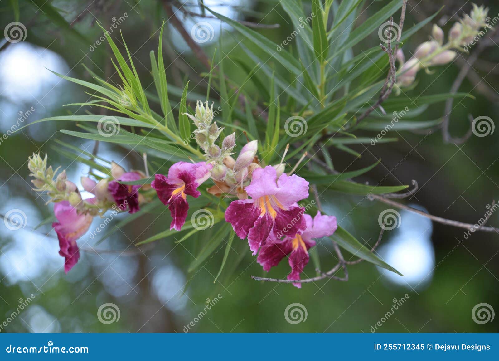 Desert Willow Blooming and Flowering in Summer Stock Image