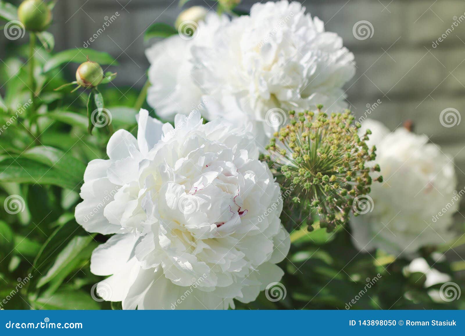 Flowers in the Garden. White Peonies Stock Photo Image of