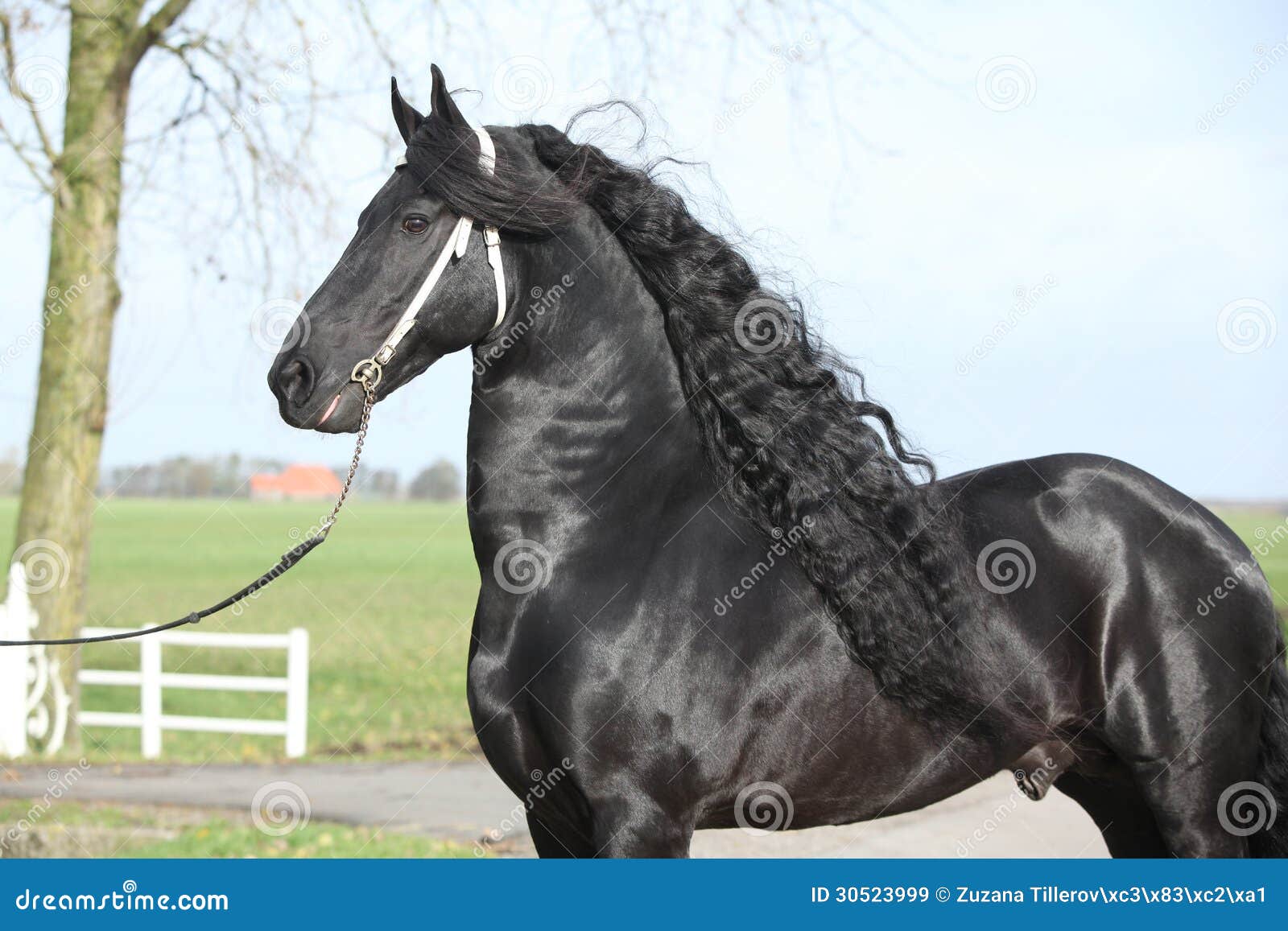 Gorgeous Friesian Stallion with Long Hair Stock Image - Image of rest,  outside: 30523999