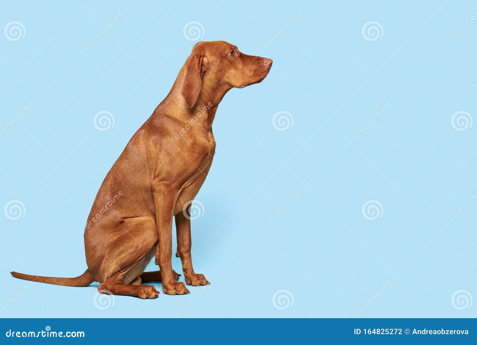 Featured image of post Side View Dog Sitting Down Homemade mustard hot dog with french fries on cloth side view