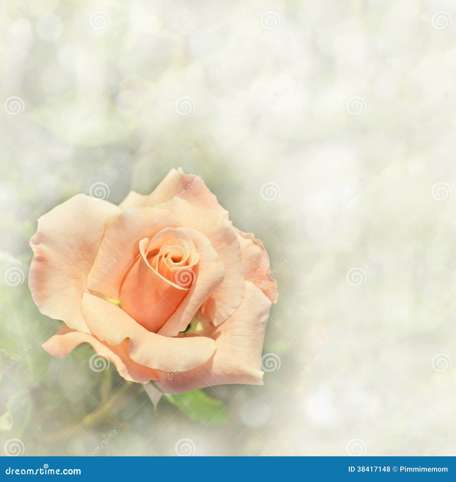 Light Orange Rose on a Dreamy Background Stock Photo Image