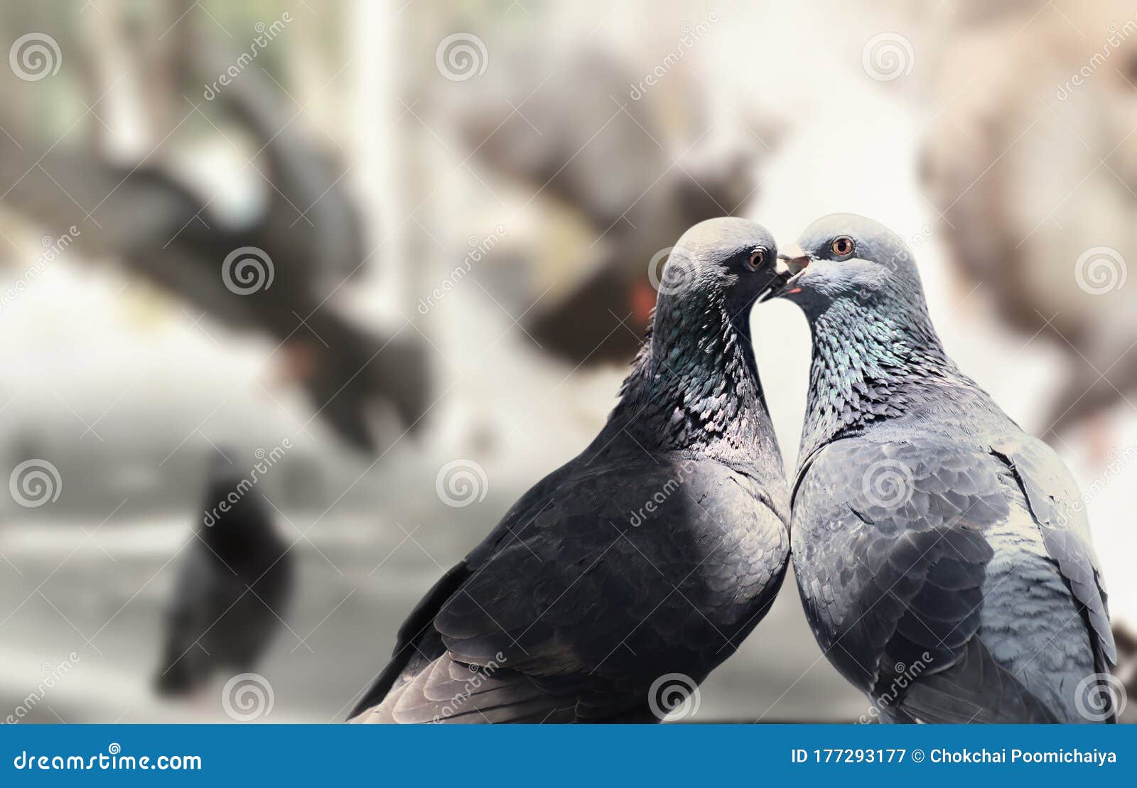Gorgeous Love Birds Pigeons Stock Image - Image of fluffy, bird ...