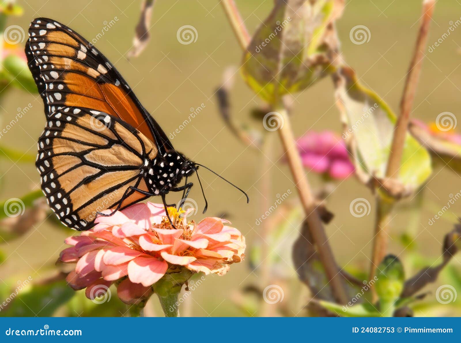 Monarch Butterfly Feeding on a Flower Stock Image Image of