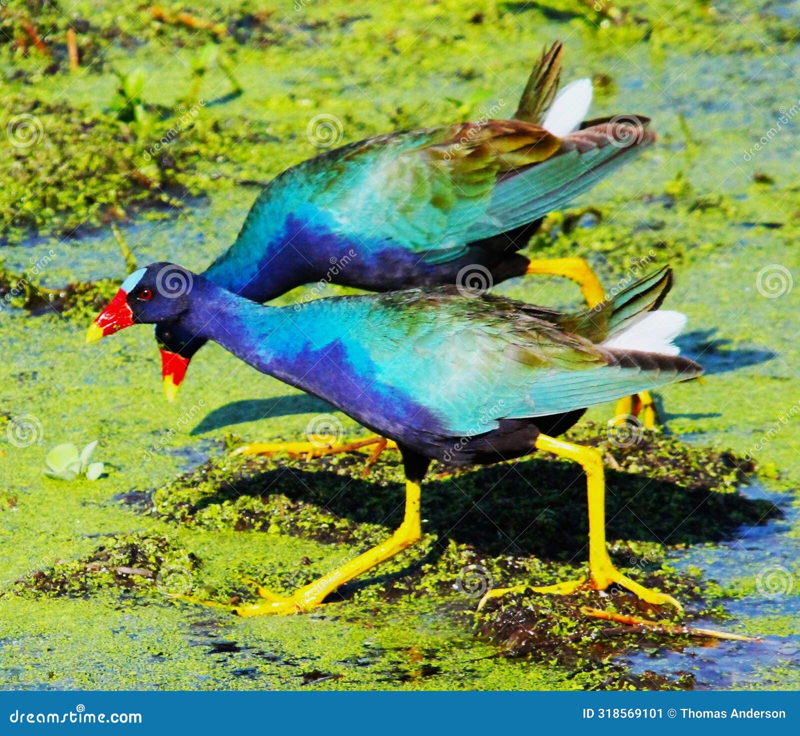 a gorgeous pair of common moorhens reflecting the early morning suns' rays.