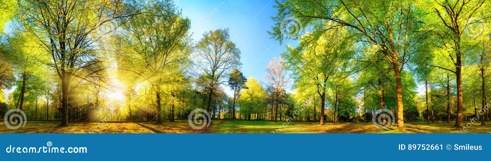 gorgeous panoramic spring scenery with sunlit trees