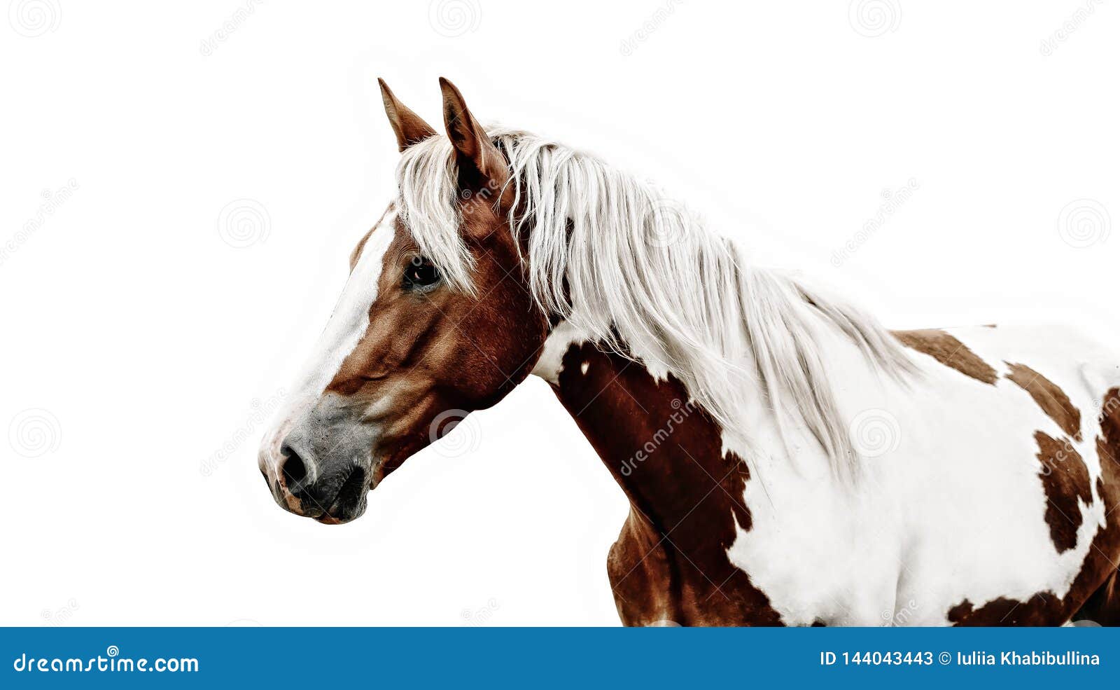 Pinto Stallion With Nice Bridle Standing Stock Image Image