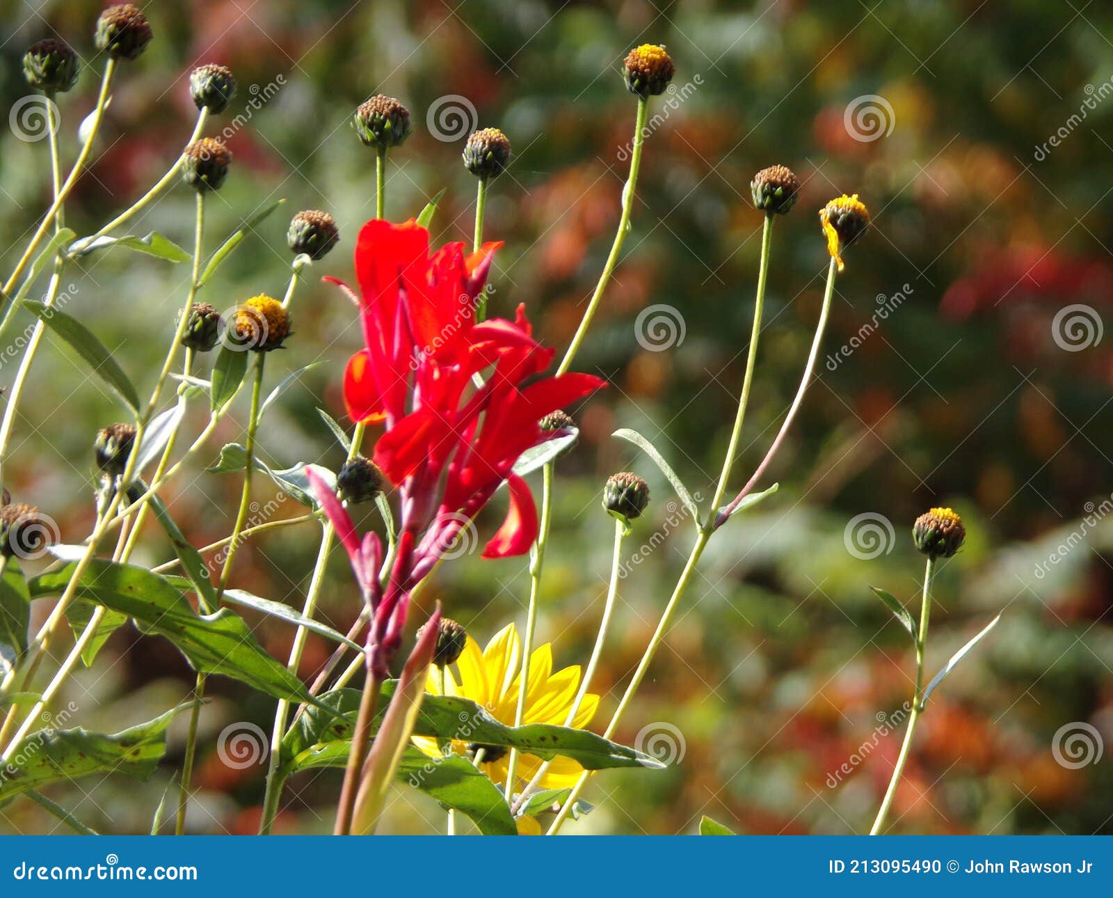 Red and Yellow Flowers Stock Photo Image of autumn, shrub