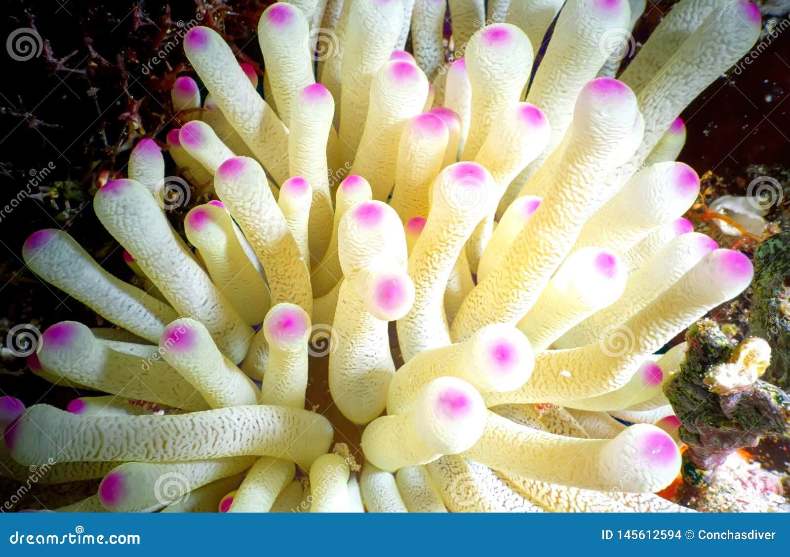 gorgeous sea anemone