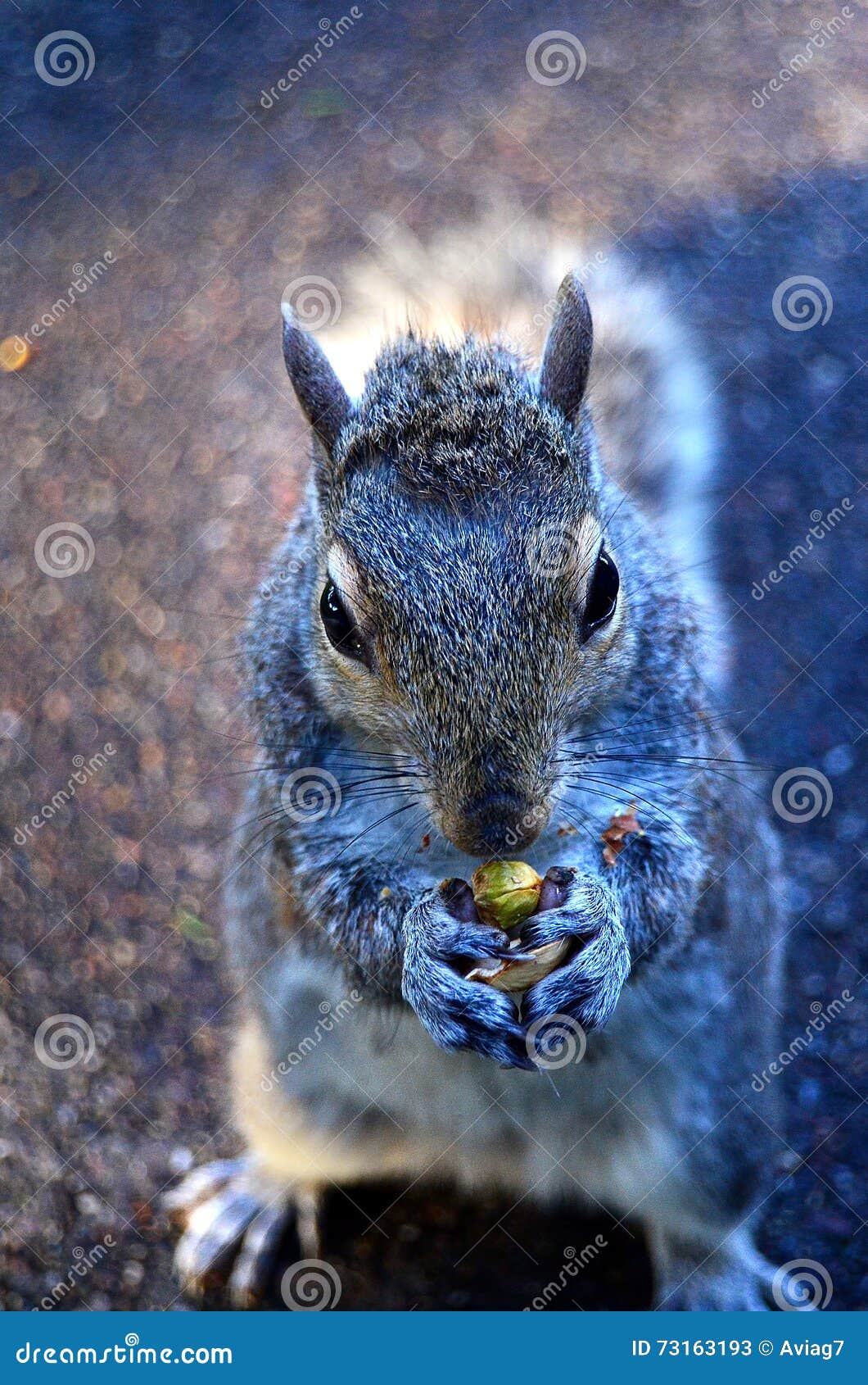 squirrel eating stock image. Image of outdoors 73163193