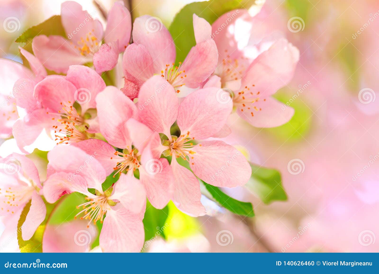 gorgeous stamens of blossom flowers with pink and red petals on background of blue sky. easter background with blossom blooming in