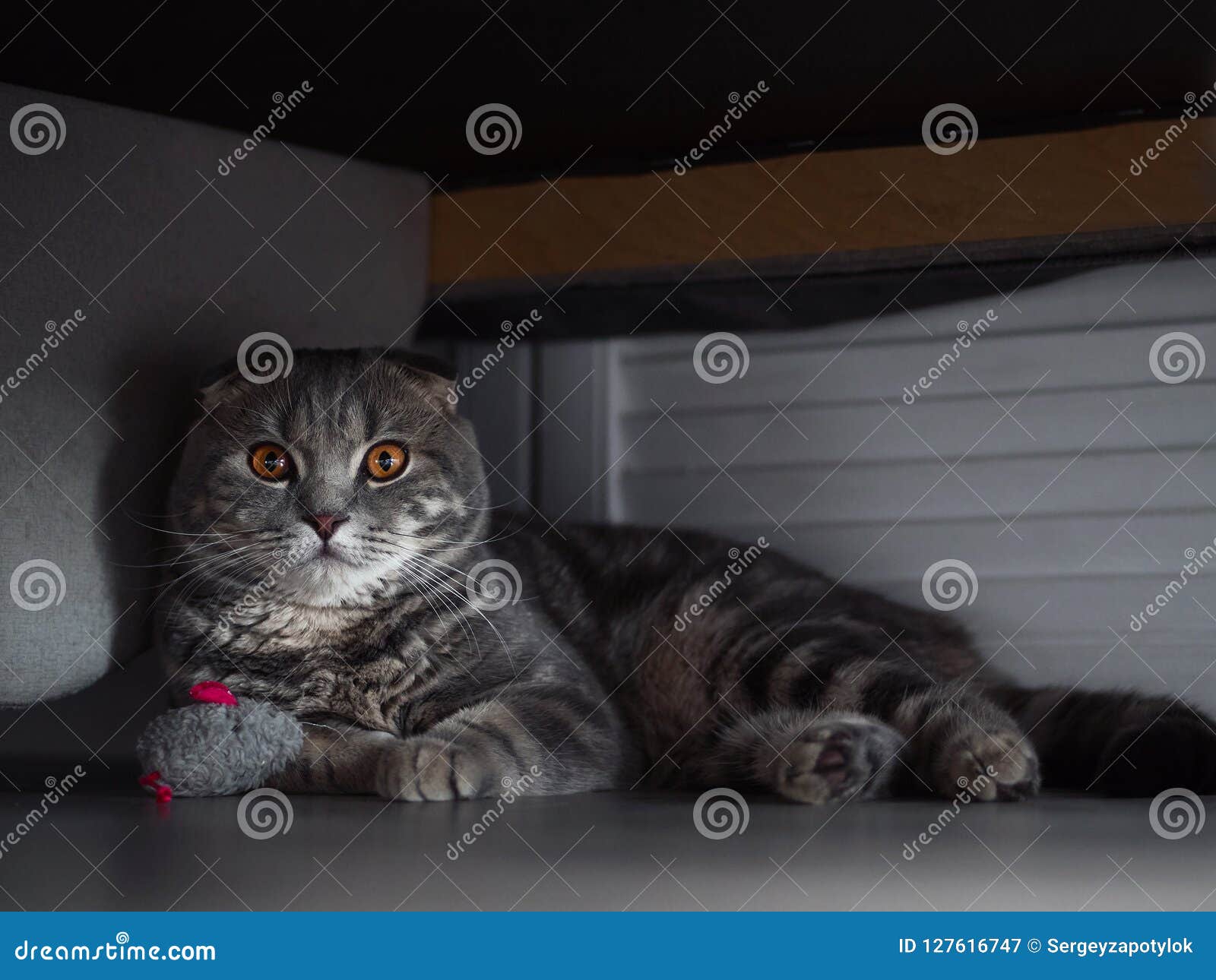 Tabby Scottish Fold Cat Hides Under the Bed with Grey Mouse