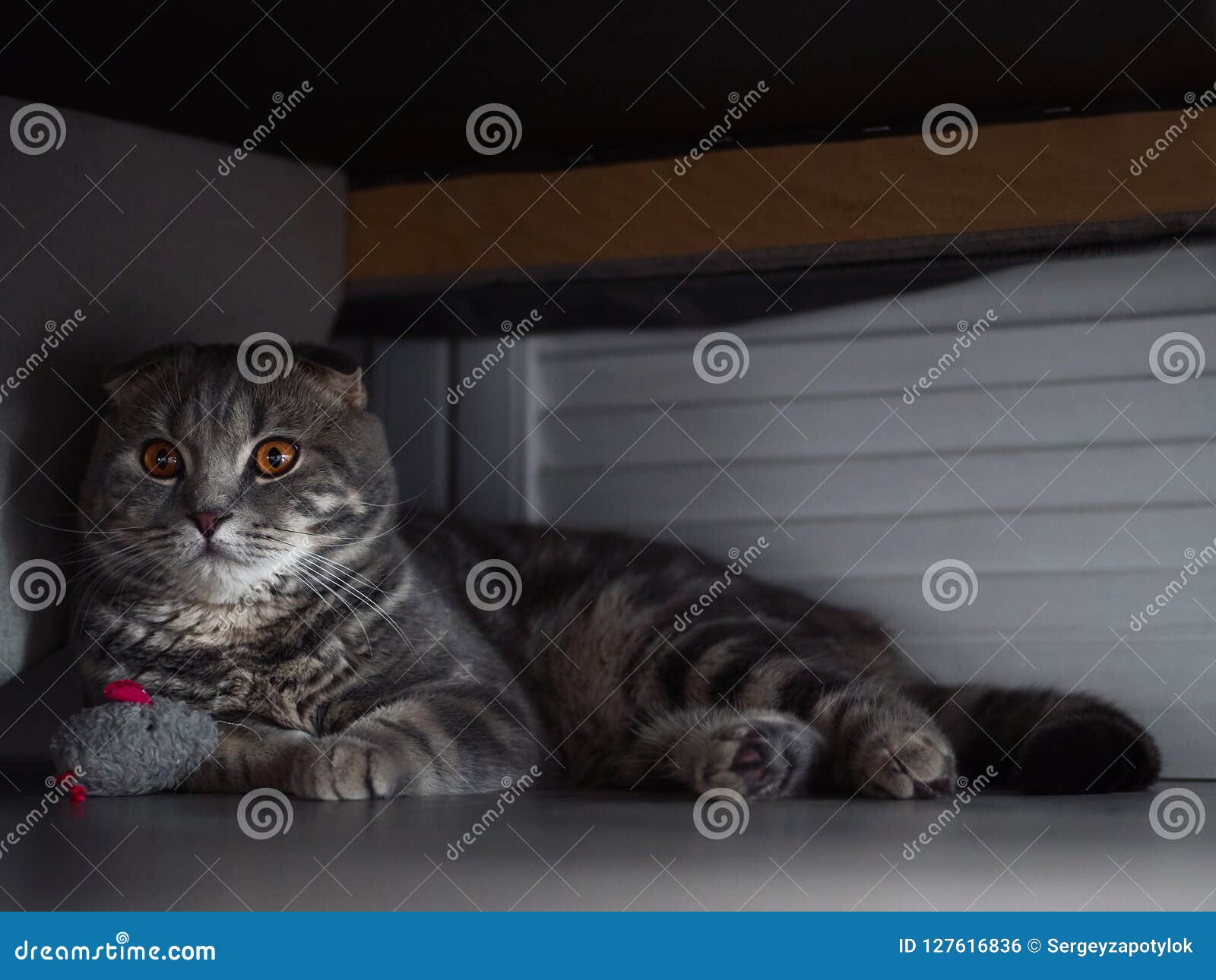 Gorgeous Tabby Scottish Fold Cat Hides Under The Bed With ...