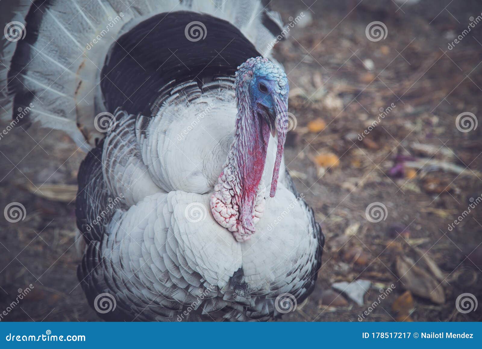 gorgeous turkey white  on background. portrait of farming bird turkey