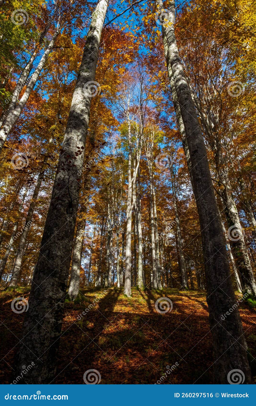 Gorgeous View Cansiglio Forest Venetian Dolomites Italy Beautiful Fall Colors 260297516 