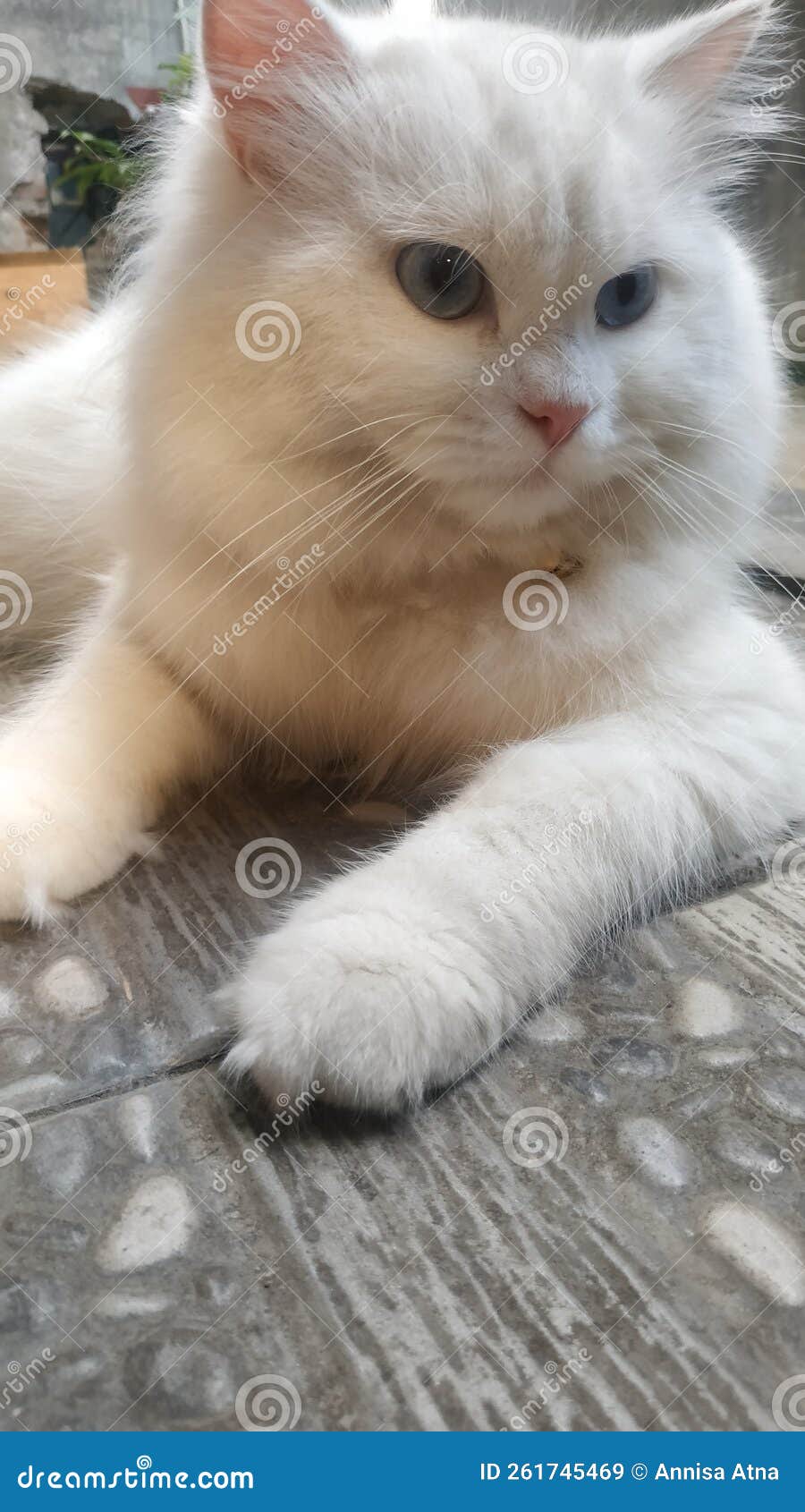 White Cat with a Blue Eyes Stock Image Image of