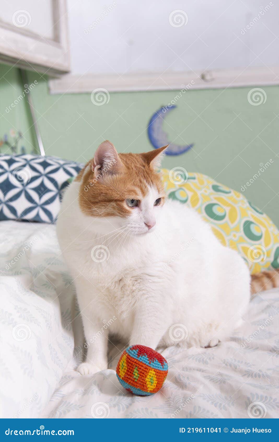 gorgeous white and orange cat