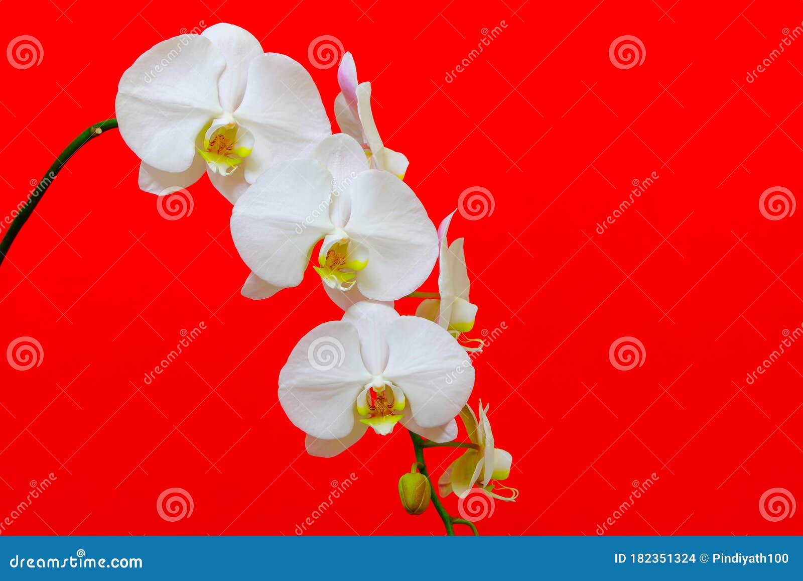 gorgeous white phalaenopsis orchids and bud against bright red background