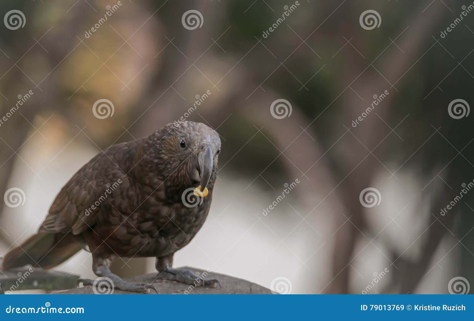 Kaka Bird Eats Corn Kernel in Backyard Stock Image Image of claws