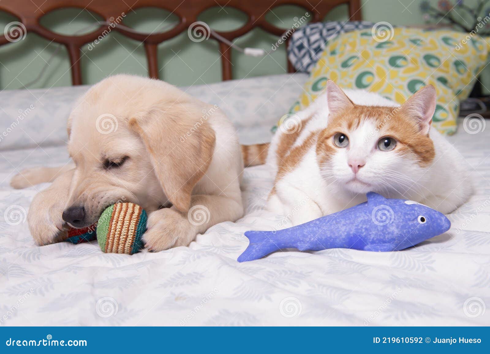 gorgeous yellow labrador retriever puppy with his friend, oso the cat