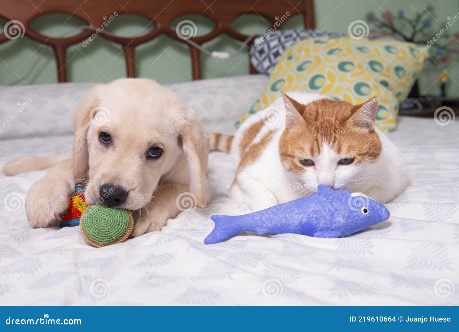 gorgeous yellow labrador retriever puppy with his friend, oso the cat