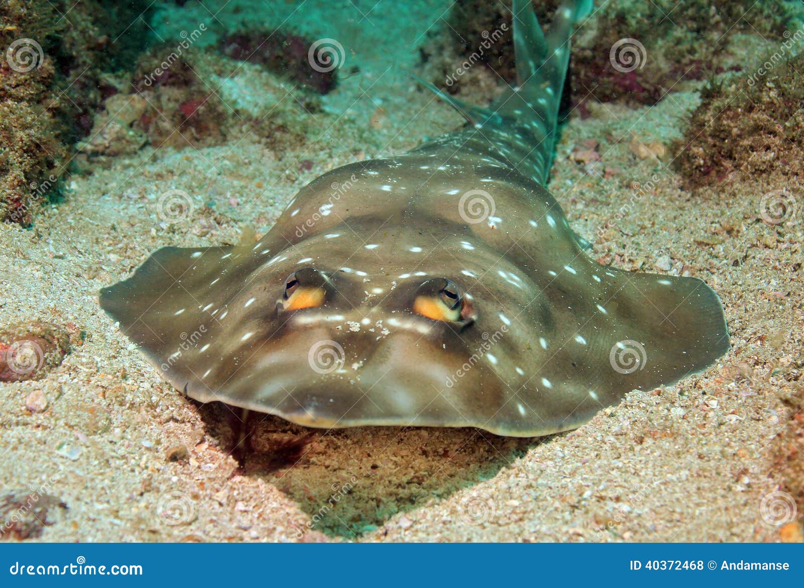 gorgona guitarfish