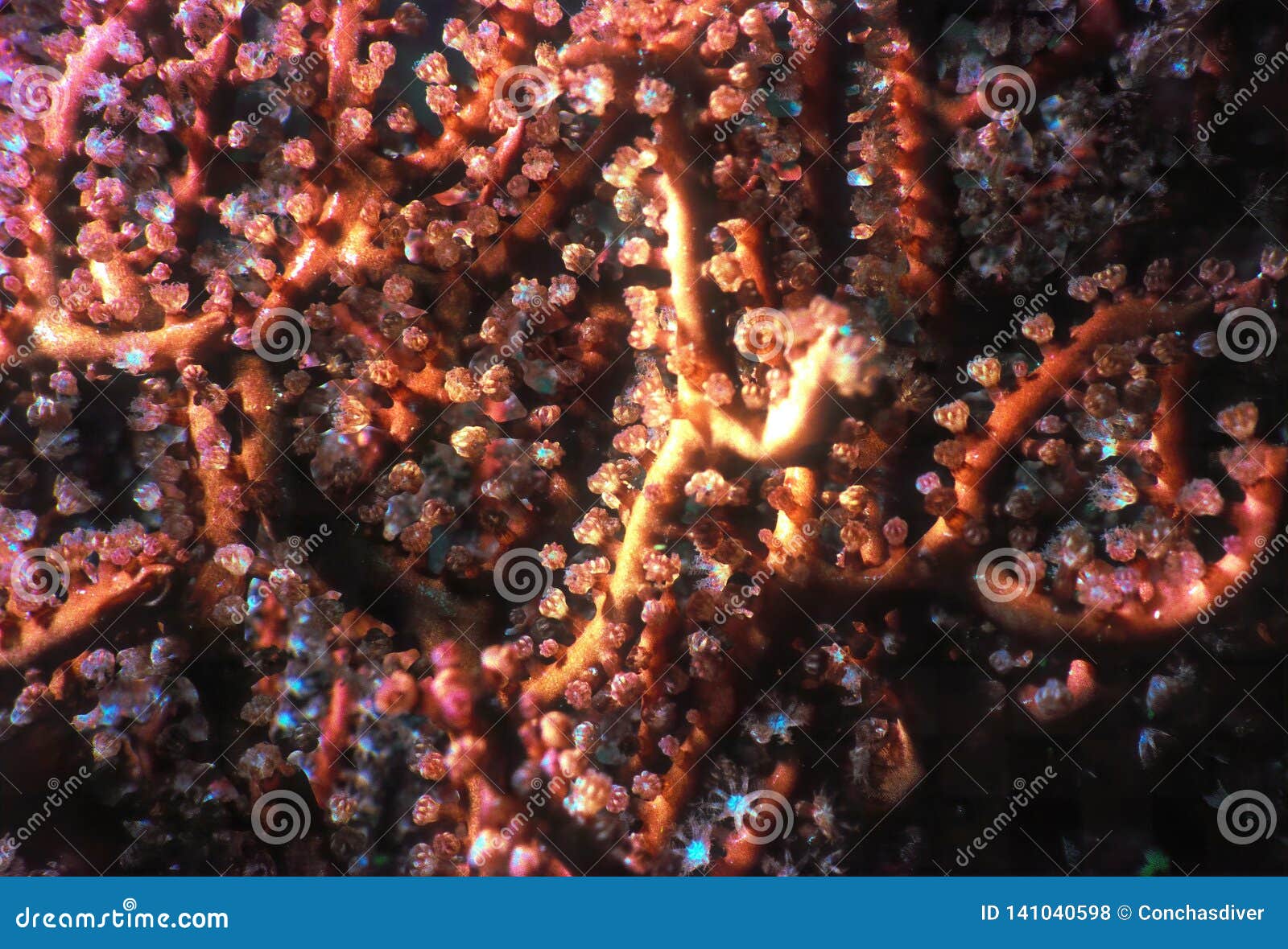 Gorgonian Polyps Extended For Filter Feeding Stock Photo Image
