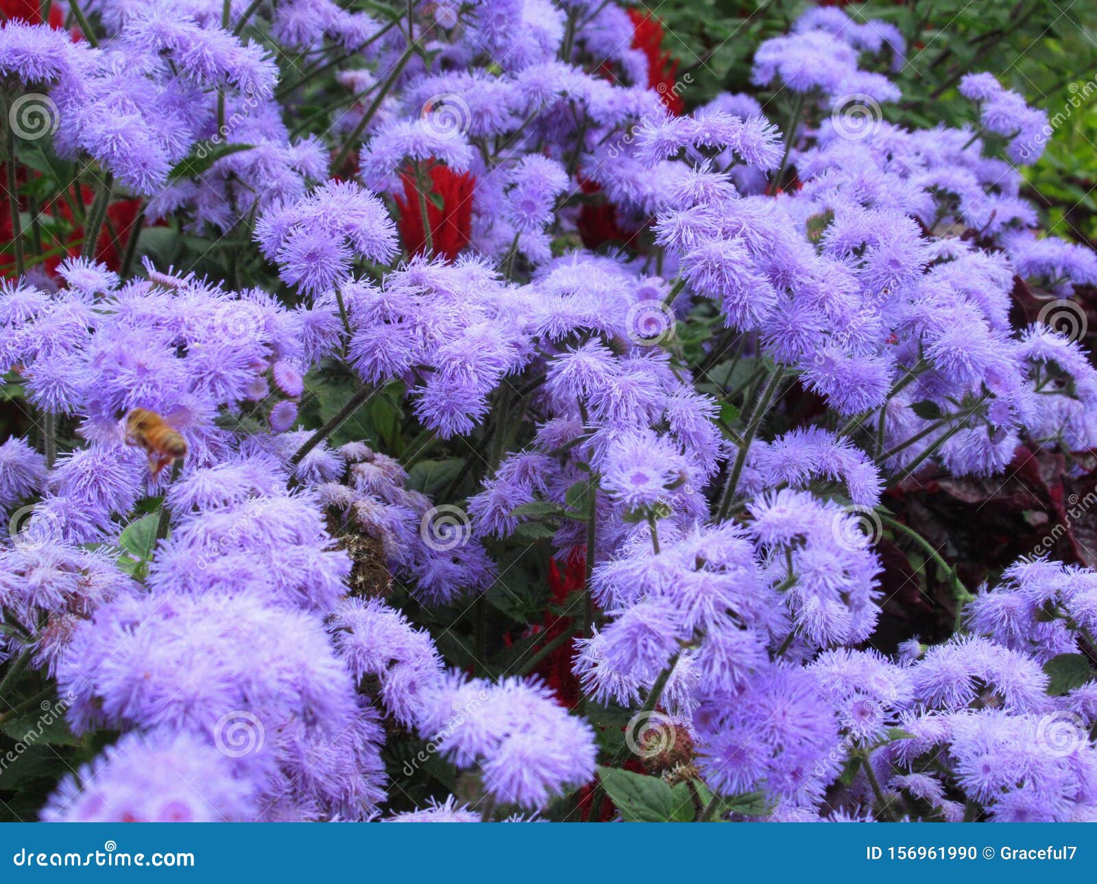Gorgous Bright Closeup Light Purple Aster Flowers at Stanley Park Perennial Garden, British