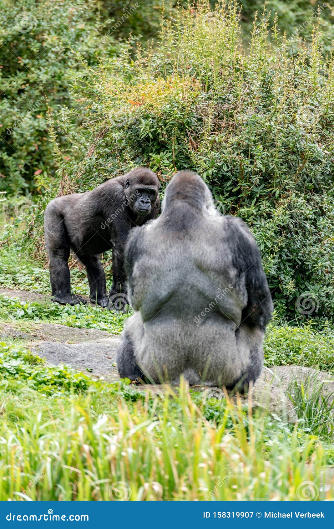 Gorila De Dorso Prateado Faz Cara Assustadora - Fotografias de stock e mais  imagens de Gorila - Gorila, Gorila de dorso prateado, Macaco antropoide -  iStock