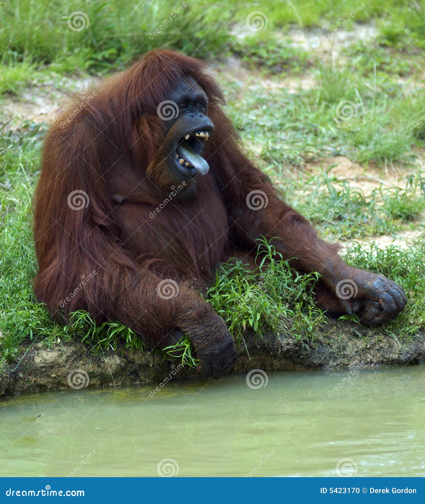 275 Fotos de Stock de Macaco Feio - Fotos de Stock Gratuitas e Sem  Fidelização a partir da Dreamstime