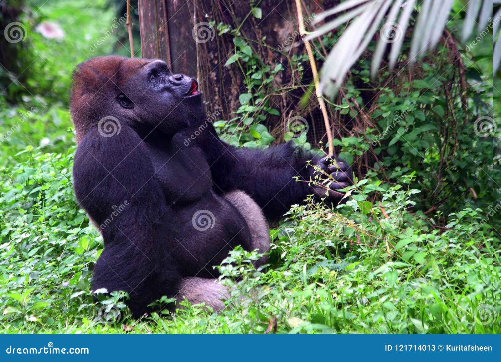 gorila on jungle, gorila lonely