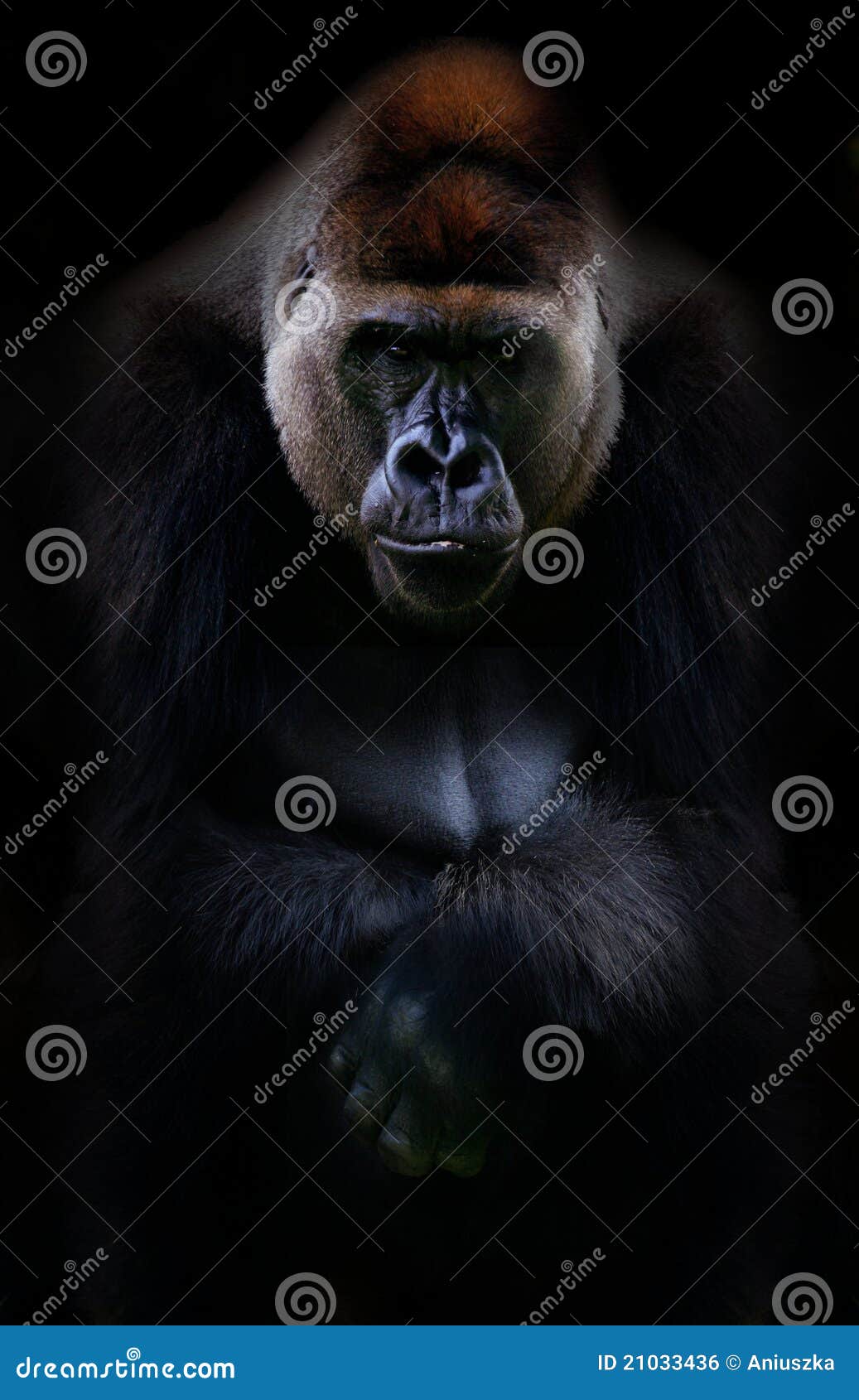 gorilla