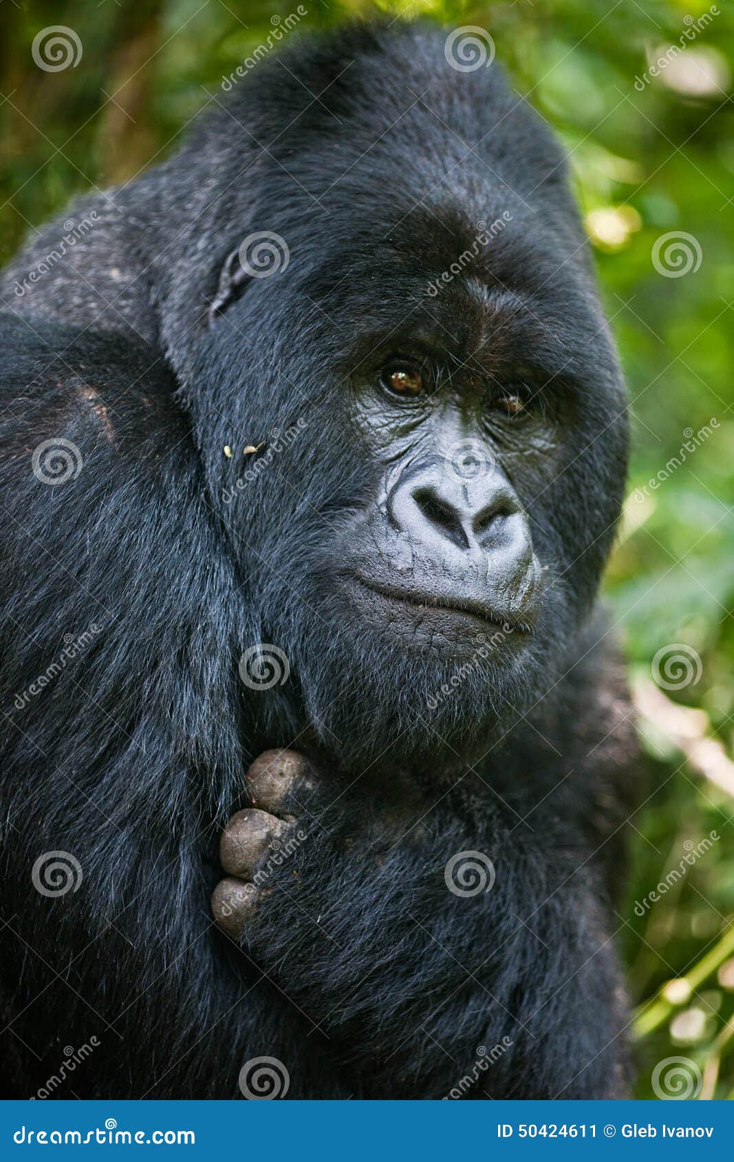 Macaco Chimpanzé Na Selva Do Sri Lanka, África Imagem e Fotografia  Gratuitas 199666496.