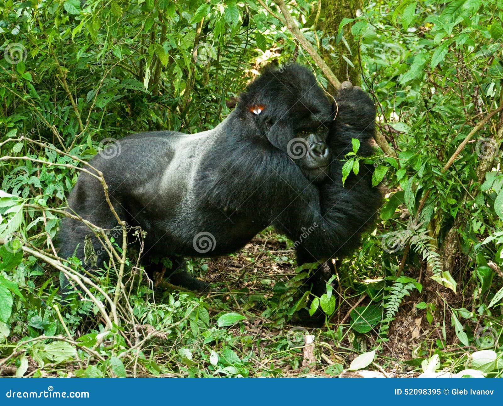 Gorilla Stockbild Bild Von Affe Congo Afrika Wald 5995