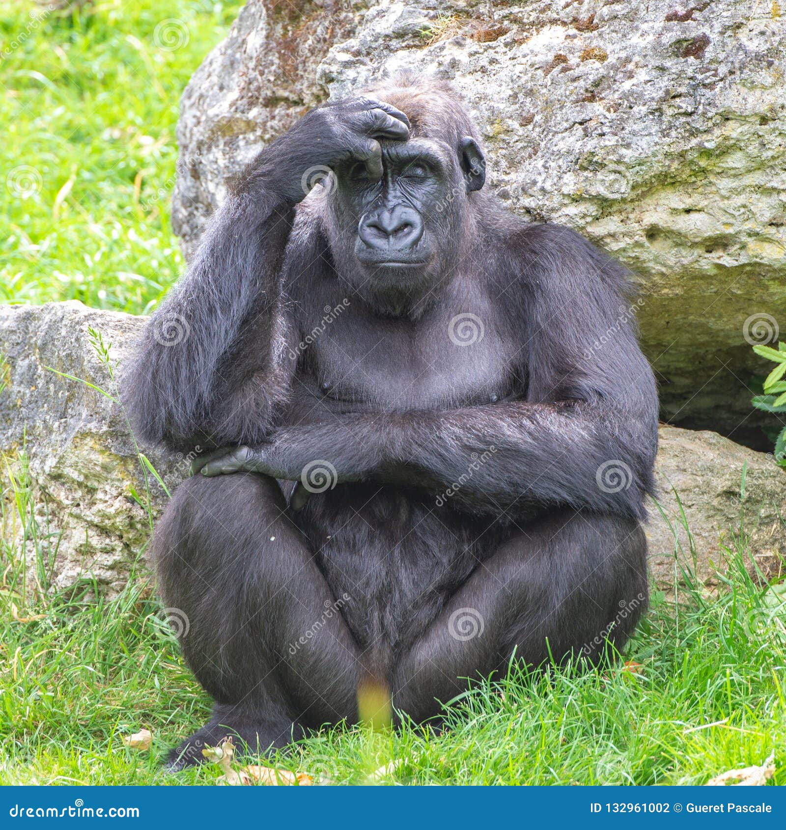 Gorilla Affe Stockfoto Bild Von Affe Gorilla