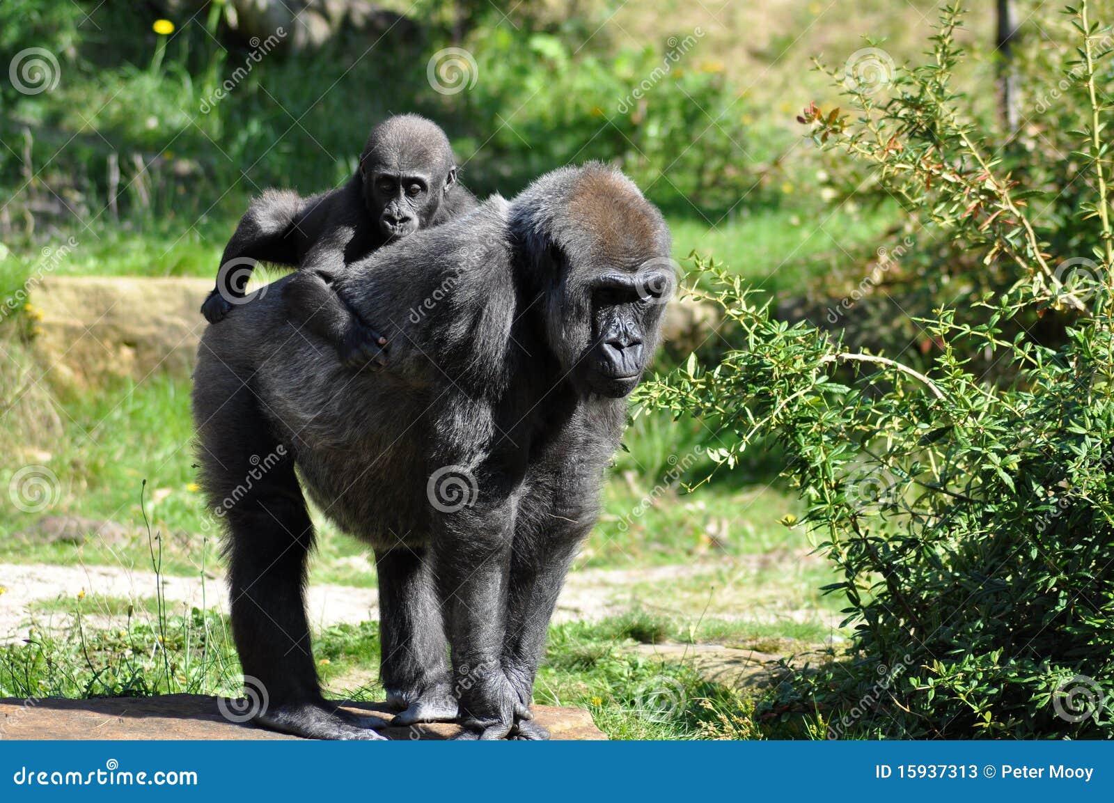 Gorilla Baby In Tree Stock Photography 14340662