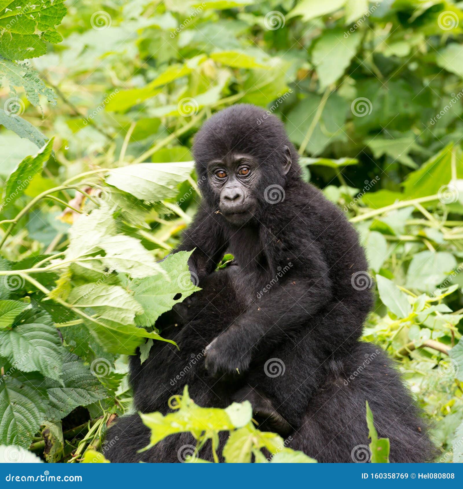 gorilla baby on mum`s back in mountain rainforest of bwindi impenetrable forest nationalpark, uganda