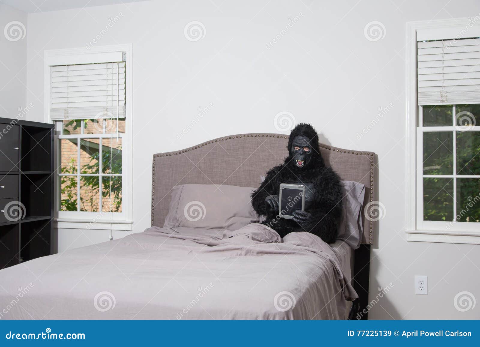 Gorilla in Bed Using Electronic Device Stock Image Image of texting
