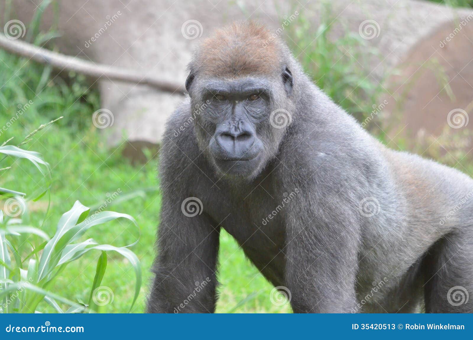 Gorilla waiting in hi-res stock photography and images - Alamy