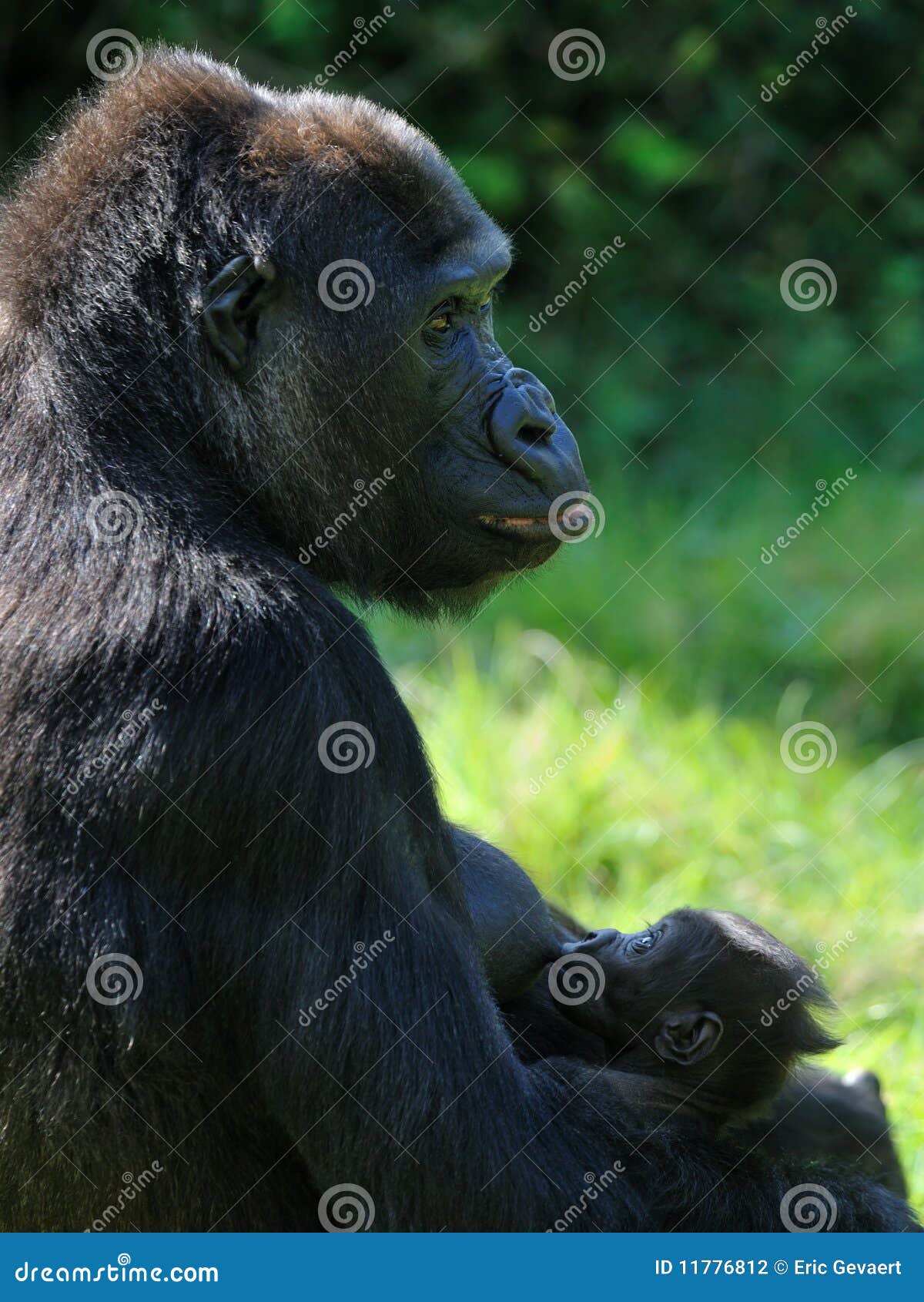 Gorilla Breast Feeding Her Baby Stock Photo Image of closeup, milk