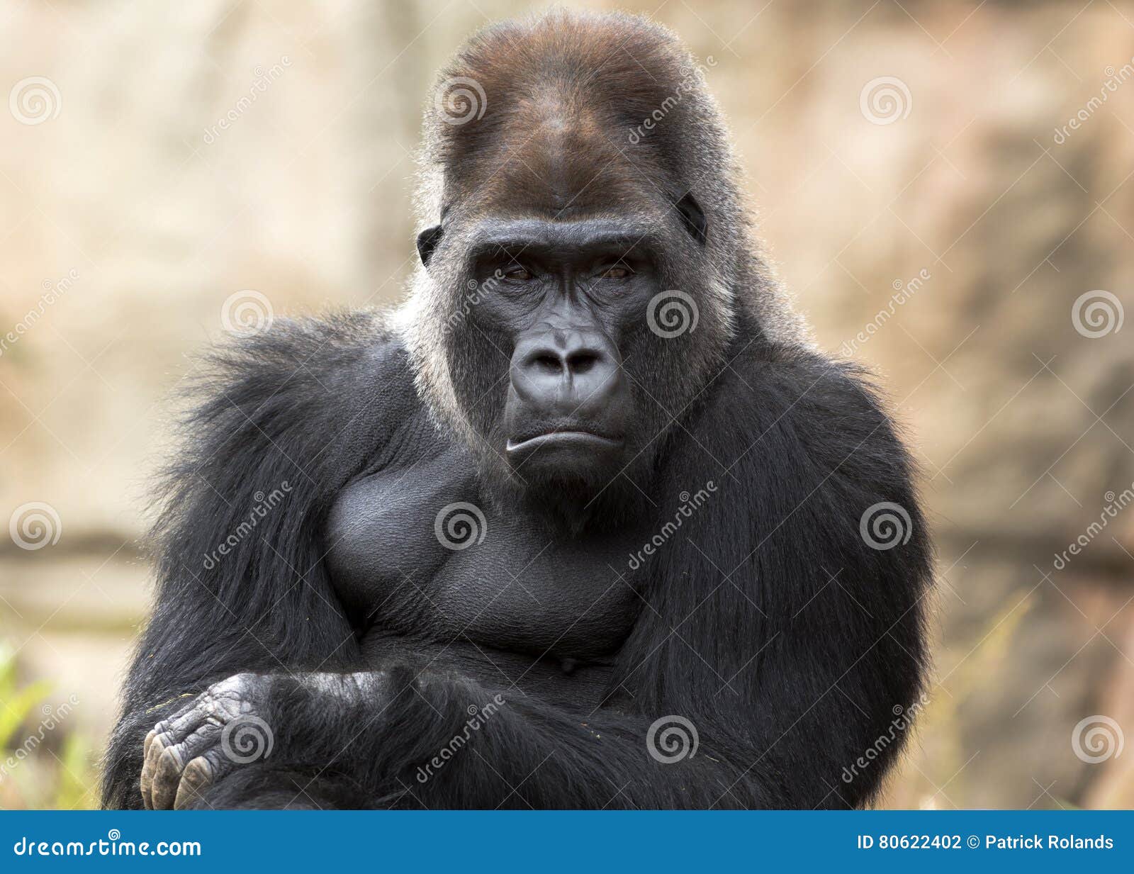Gorilla Hair Stock Photos and Pictures - 4,941 Images