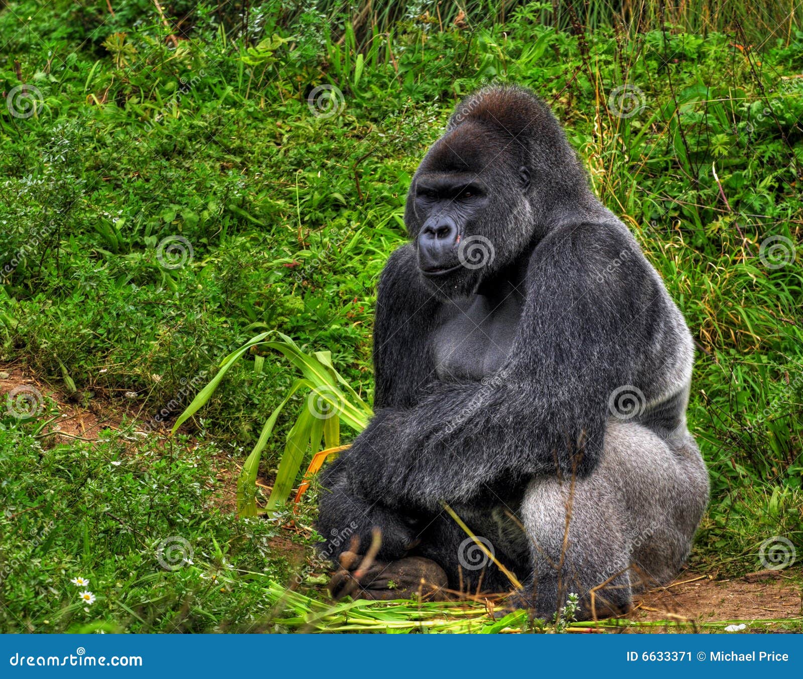 Statua Del Gorilla | Oggetto Decorativo | Statua Omega– Omega Statue - Foto 7