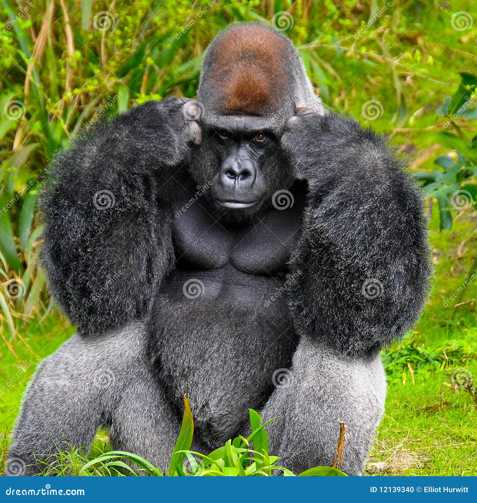 Gorilla-Denken. Silverback Gorilla scheint, im Gedanken mit einem verärgerten Blick auf seinem Gesicht tief zu sein.