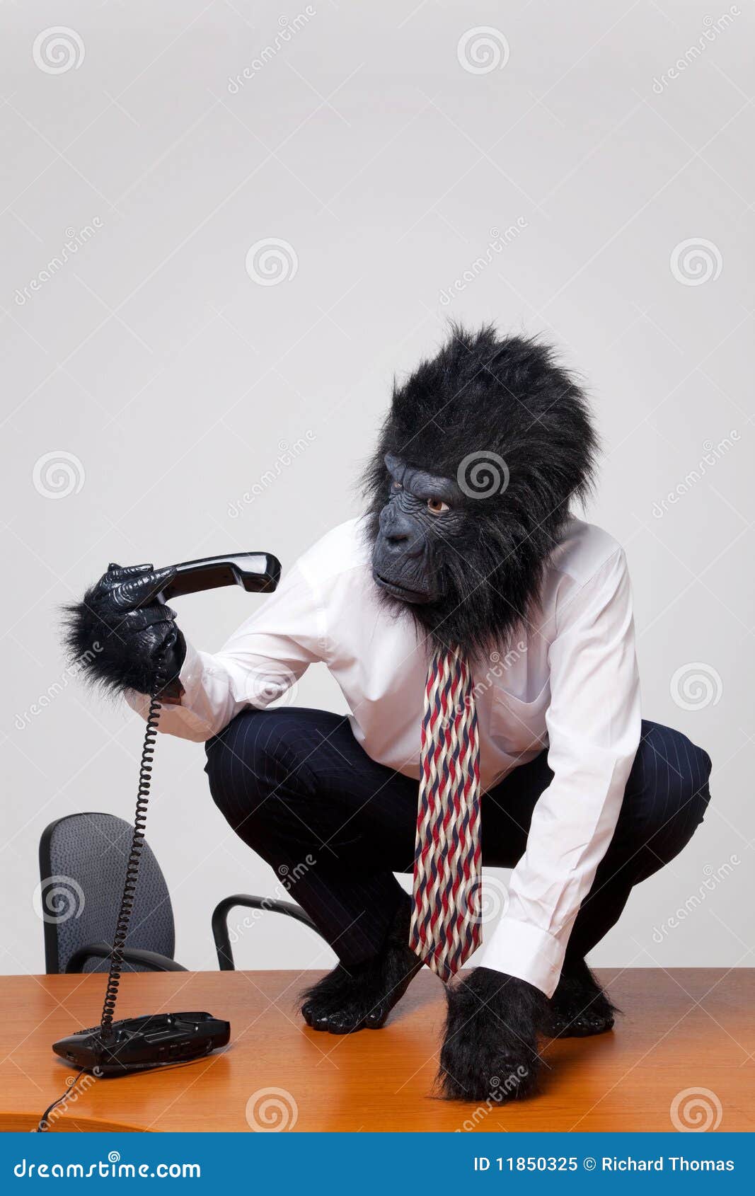 gorilla on a desk picking up the phone.